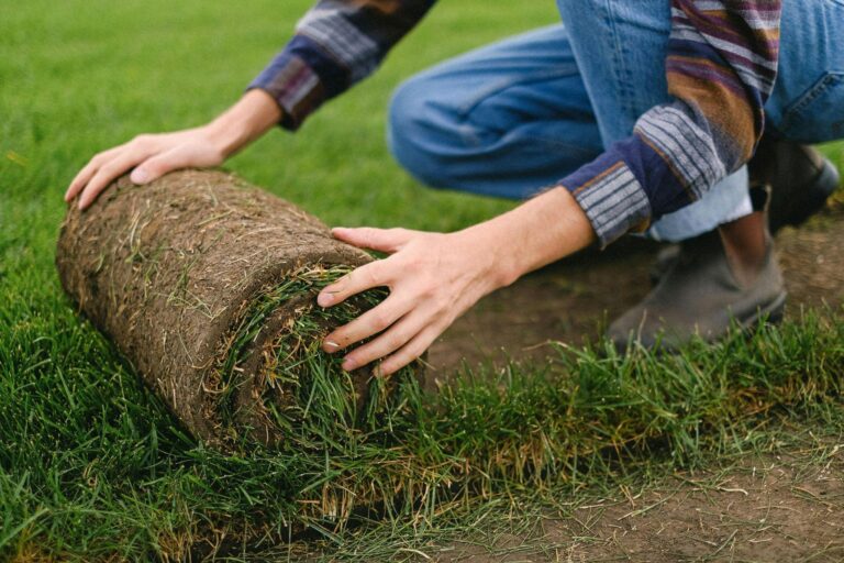 Gids voor het kopen van graszoden: waar u op moet letten – tips van een expert